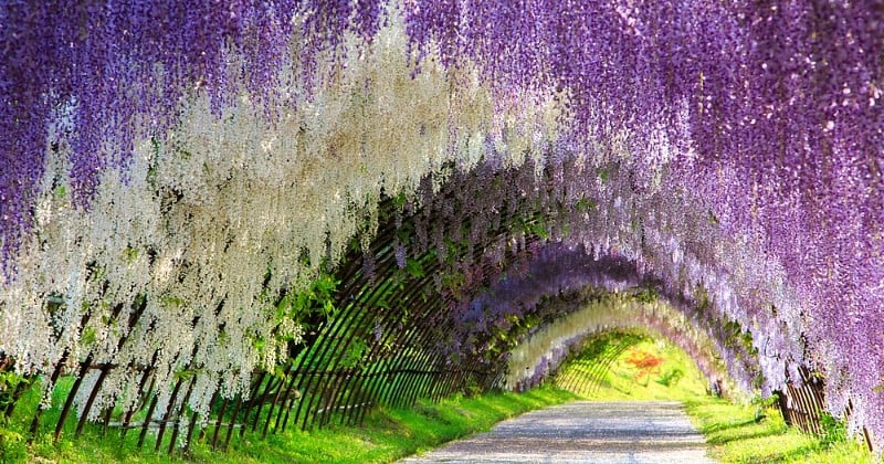 Trop beau ! Au Japon, ce majestueux tunnel de fleurs attire tous les voyageurs qui passent devant