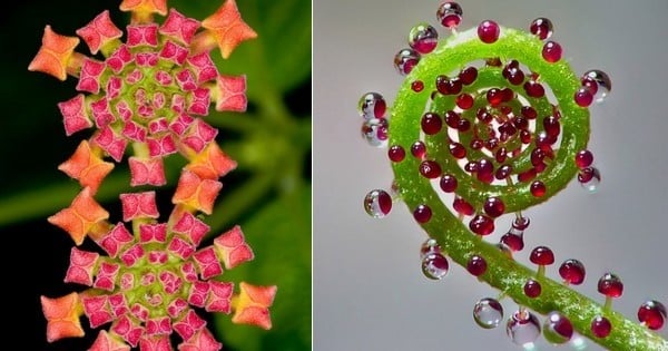 Splendeurs de la nature : découvrez 25 plantes magnifiques parfaitement géométriques