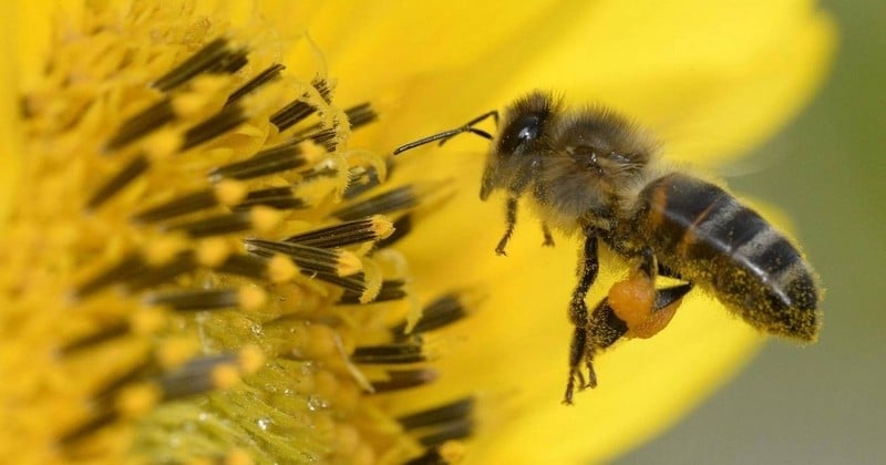 À cause des insecticides de son voisin, un apiculteur perd 2 millions d'abeilles et lance une cagnotte pour reconstruire ses ruches