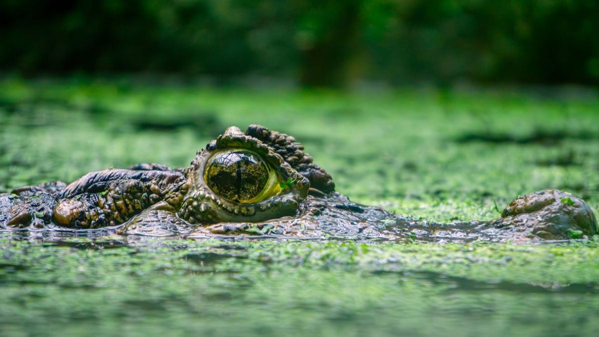 Un caïman à la surface de l'eau 