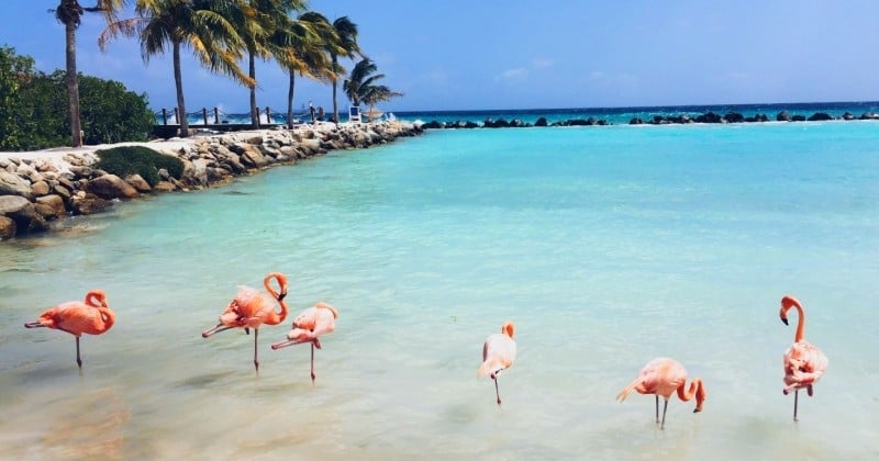 Aux Bahamas, un hôtel recherche une personne pour s'occuper de ses flamants roses 