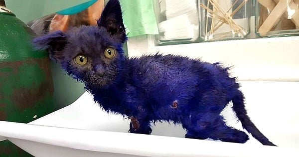 Ce chaton violet a vécu l'horreur, mais il s'en est miraculeusement sorti ! Découvrez son histoire révoltante...