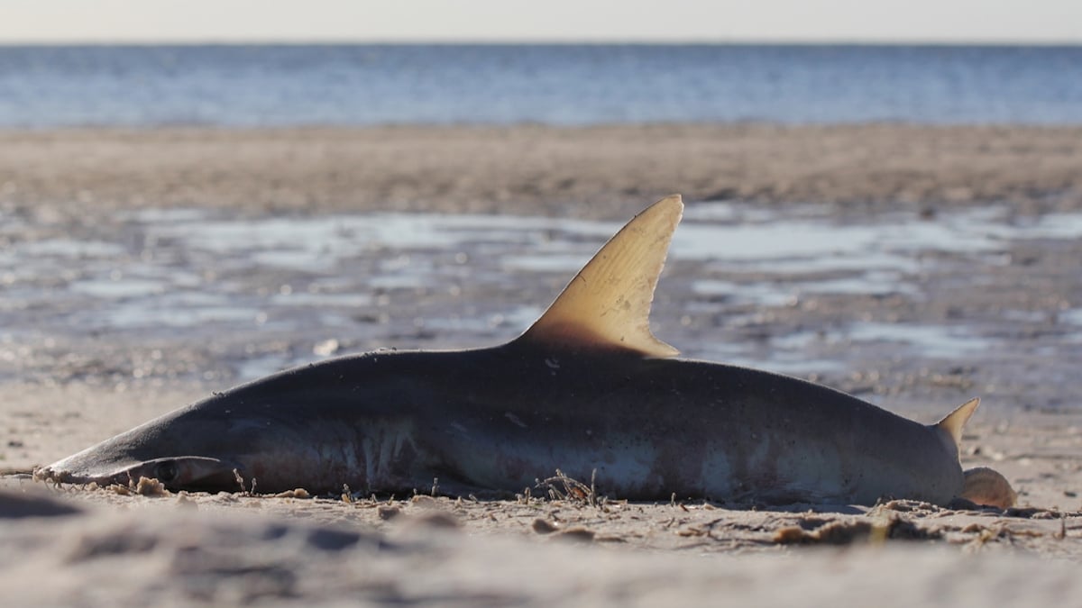 Manche : un requin-taupe qui attendait des petits a été retrouvé échoué sur une plage 