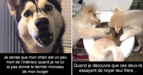 Voici les 20 Snapchat de chiens les plus drôles de tous les temps