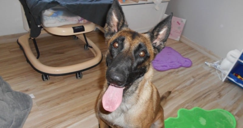 Trois ans jour pour jour après sa disparition, un berger malinois a enfin retrouvé sa famille