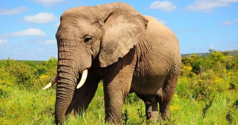 Kenya : le nombre d'éléphants a doublé en l'espace de 30 ans
