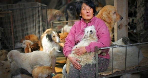 Une chinoise sauve 100 chiens au Yulin Festival, mais lorsque l'on connaît sa vie, cela n'est pas étonnant...