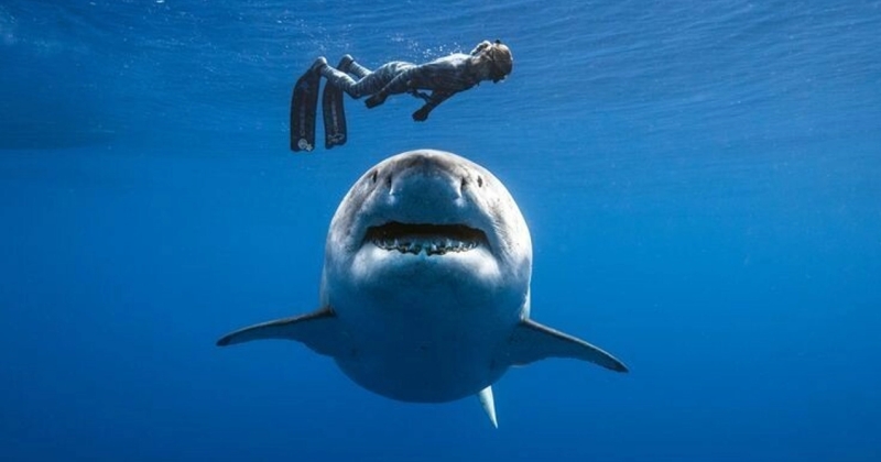 Voici Deep Blue, le plus grand requin blanc jamais découvert par l'homme