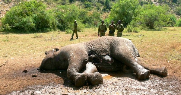 Le plus grand marché d'ivoire au monde ferme ses portes : une nouvelle fantastique pour la survie des éléphants !