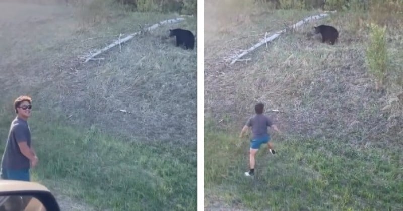 Vidéo : cet homme s'amusait à provoquer les ours sauvages jusqu'à ce que l'un d'eux... se jette sur lui