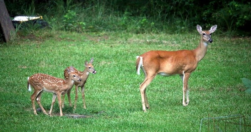 L'ONF appelle à la prudence dans les forêts pour ne pas effrayer les animaux sauvages et leurs petits 