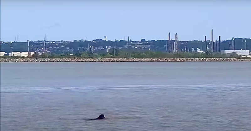Une orque « très affaiblie » dans la Seine entre Honfleur et Rouen, un phénomène rare et inquiétant