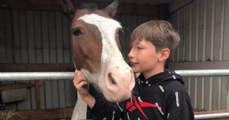 Un garçon de 13 ans sauve un cheval de la noyade en le maintenant à la surface pendant plus d'une heure