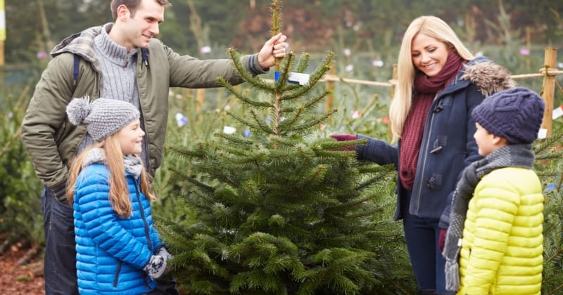 Votre Sapin est 100% remboursé si vous l'achetez chez IKEA !