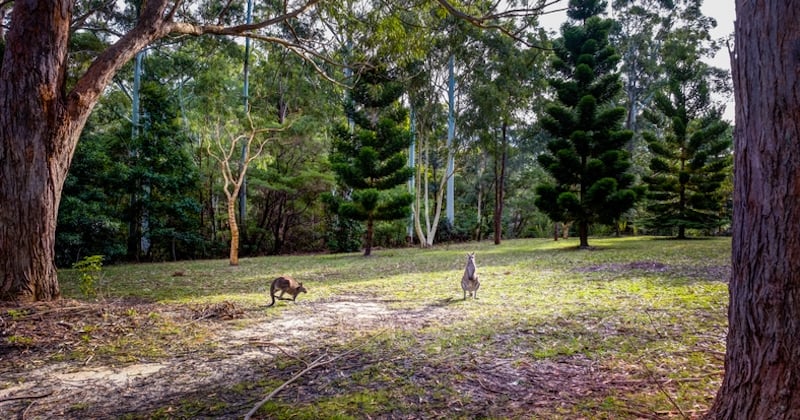 Seine-et-Marne : il adopte deux wallabies et la cohabitation se passe à merveille 