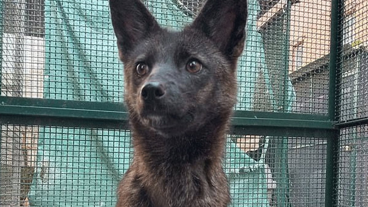 Alerte, animal unique : un hybride entre le chien et le renard a été découvert au Brésil !