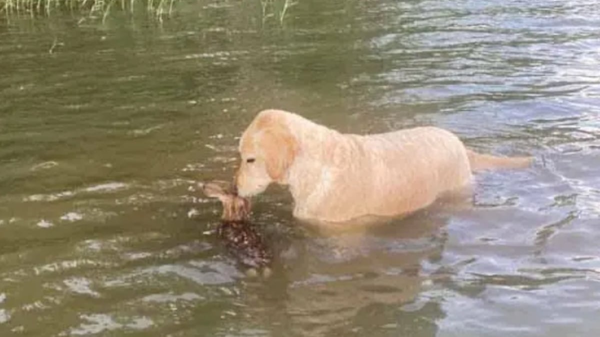 États-Unis : un chien sauve a un faon de la noyade et prend soin de lui jusqu'à l'arrivée de sa mère