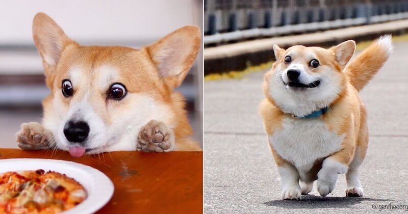 Voici Gen, un corgi japonais dont les expressions vous donneront le sourire !