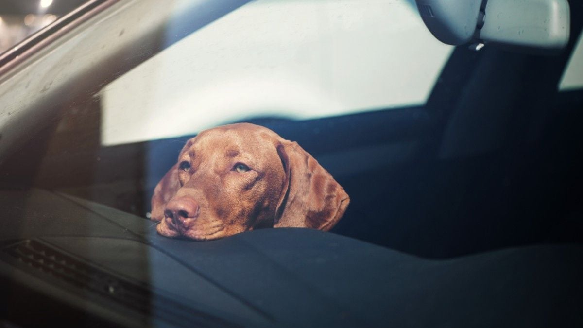 Un chien dans une voiture