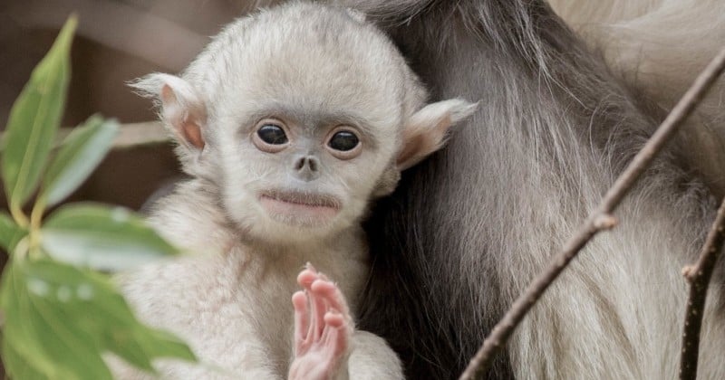 13 espèces d'animaux étonnantes, mystérieuses ou insolites, qui viennent tout juste d'être découvertes !