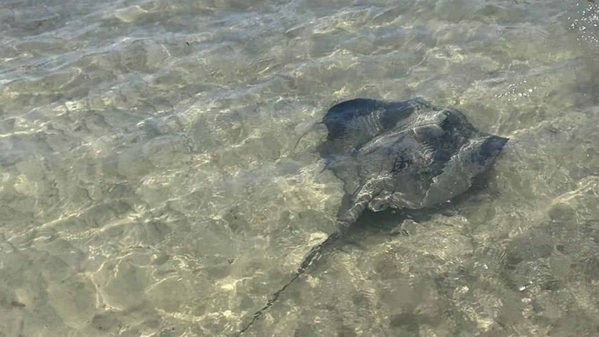 La présence d'une raie pastenague entraîne l'évacuation d'une plage marseillaise 