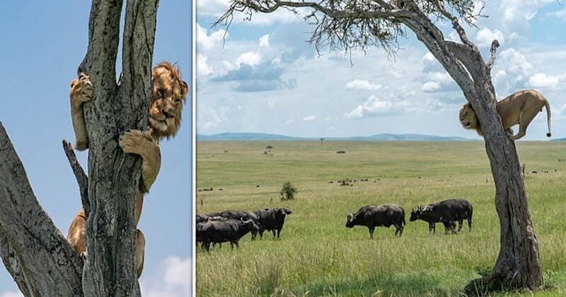 Au Kenya, un lion peureux grimpe en haut d'un arbre après avoir été pris en chasse par un troupeau de buffles 