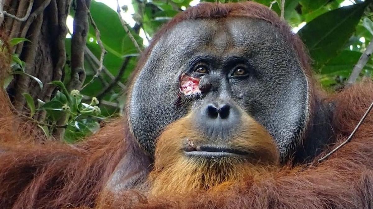 Pour la première fois, un orang-outan observé en train de soigner une blessure avec une plante