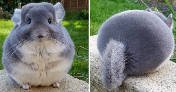 15 photos de chinchillas, si ronds et si mignons, qui prouvent que ce sont les animaux les plus trognons de la terre entière !