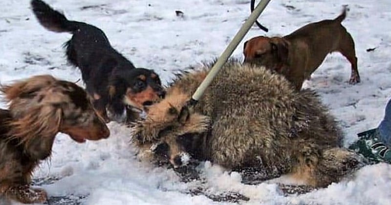 En Russie, dans l'enfer des camps d'entraînement pour chiens de chasse