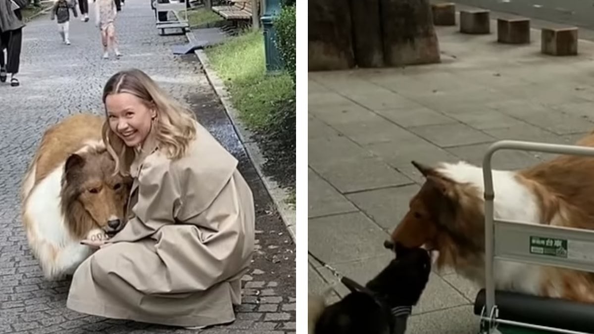 Après avoir dépensé 14 000 euros pour devenir un chien, ce Japonais franchit un nouveau cap dans sa nouvelle vie 