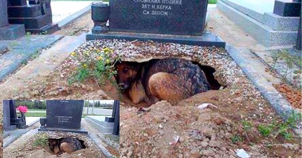 La réaction de ce chien qui a perdu son maître va vous mettre les larmes au yeux ! Frissons garantis...