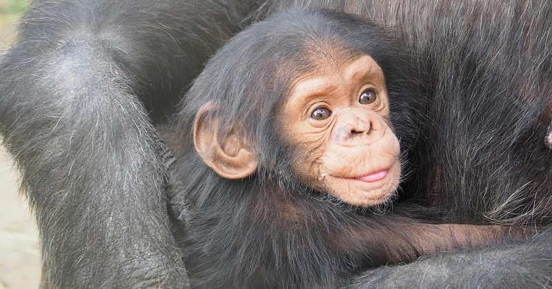 Cette vidéo émouvante d'une maman chimpanzé qui retrouve son petit après sa naissance fait fondre le coeur des internautes