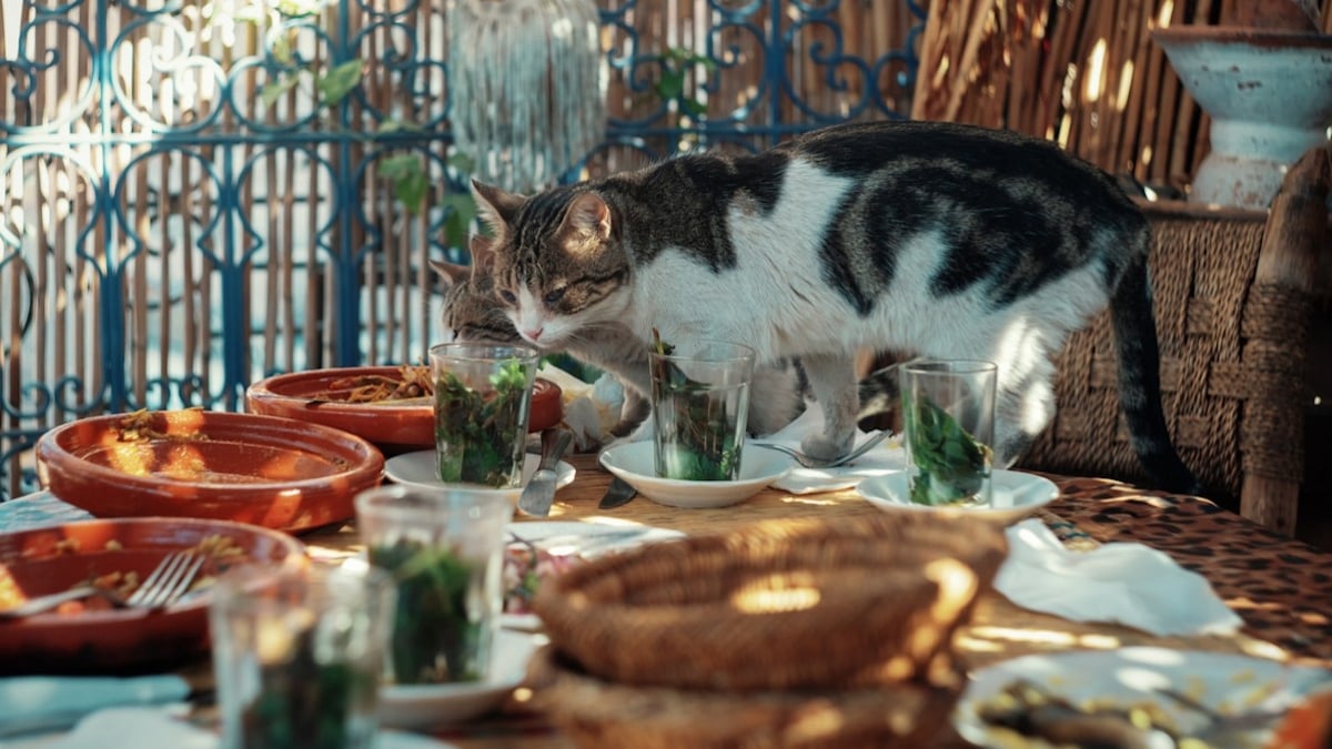 Restaurateur, sa vie est devenue un cauchemar à cause de... chats errants