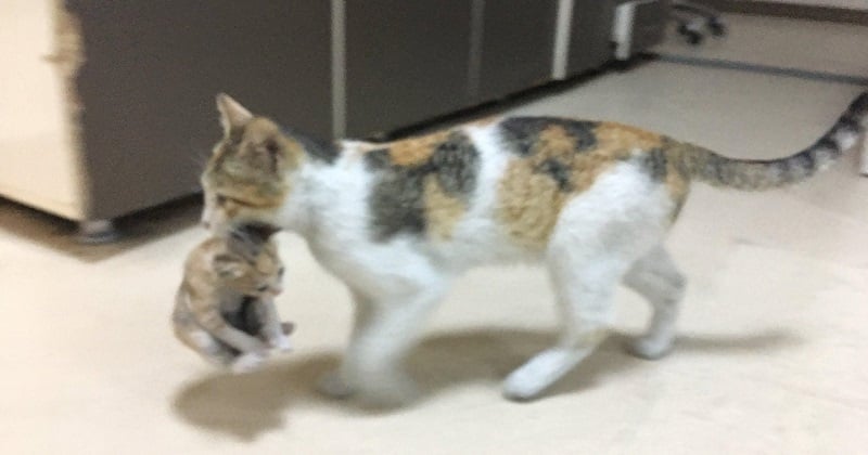 Une chatte est entrée dans un hôpital turc et a déposé son chaton malade aux pieds des médecins pour qu'ils le soignent