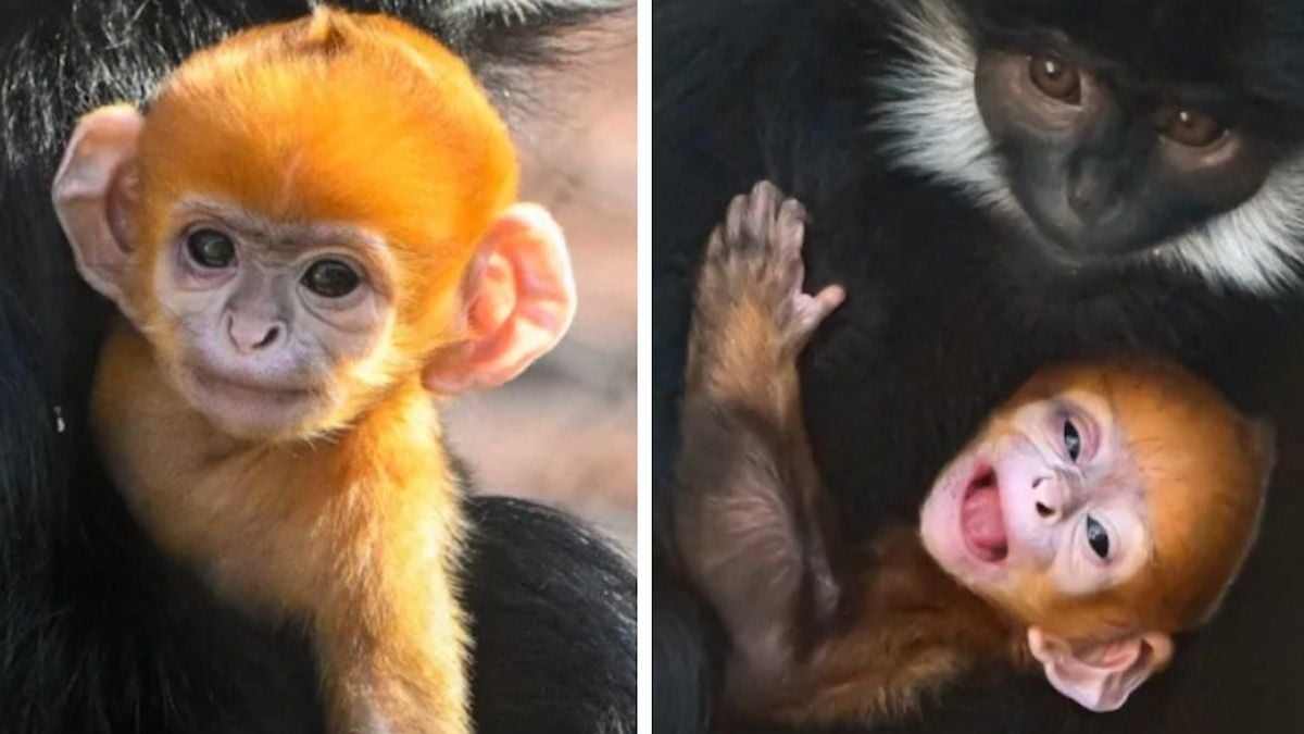 Un singe en voie de disparition entièrement roux est né dans un zoo de l'Oklahoma