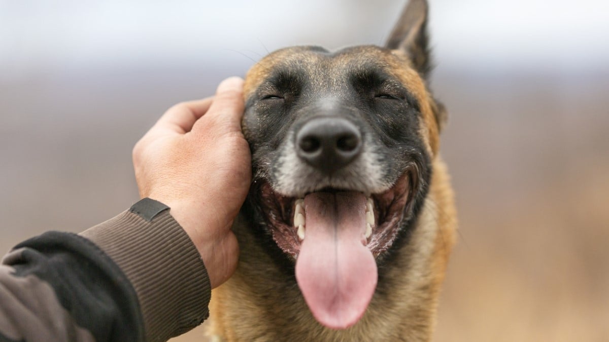 En possession de produits stupéfiants, il caresse un chien... mais regrette immédiatement sa décision