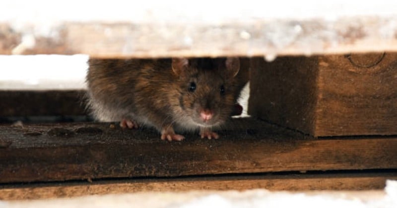 Âgée de 73 ans, elle vit dans une cabane de jardin infestée par les rats