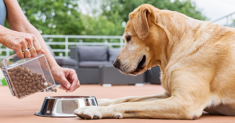 Les bons gestes à adopter pour bien nourrir votre animal de compagnie