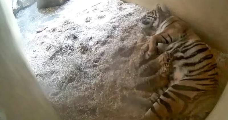 Un nouvel espoir pour le tigre de Sumatra avec la naissance rare de jumeaux