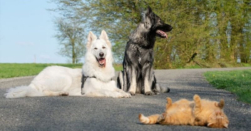 Secouru par deux chiens, ce chat fait désormais partie de la famille et se comporte comme eux	