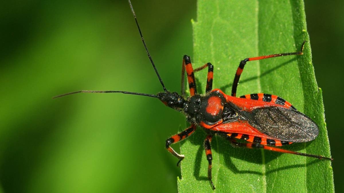 Qu'est-ce que la punaise assassine, l'un des insectes les plus dangereux au monde ?