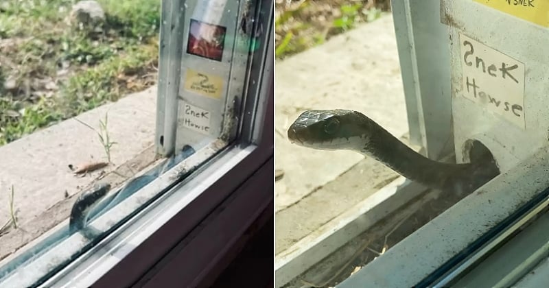 Cette Américaine est devenue amie avec un petit serpent qui a élu domicile devant sa baie vitrée