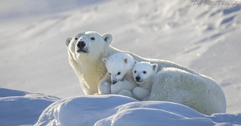 Un photographe immortalise des moments intimes entre une maman ours polaire et ses petits