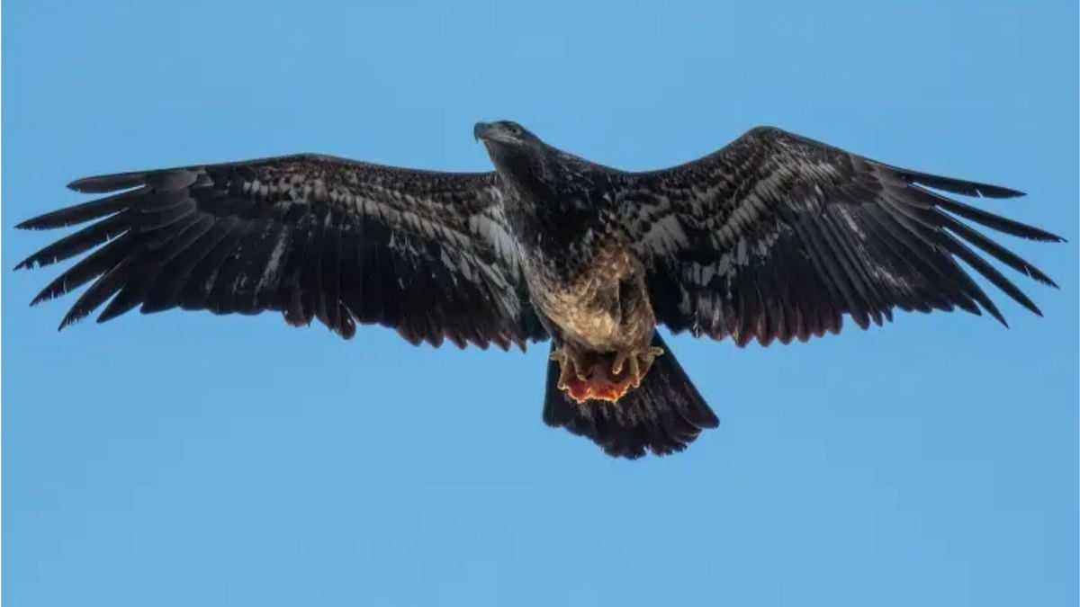 Après avoir photographié un aigle, ce qu'il aperçoit dans ses serres le laisse bouche bée