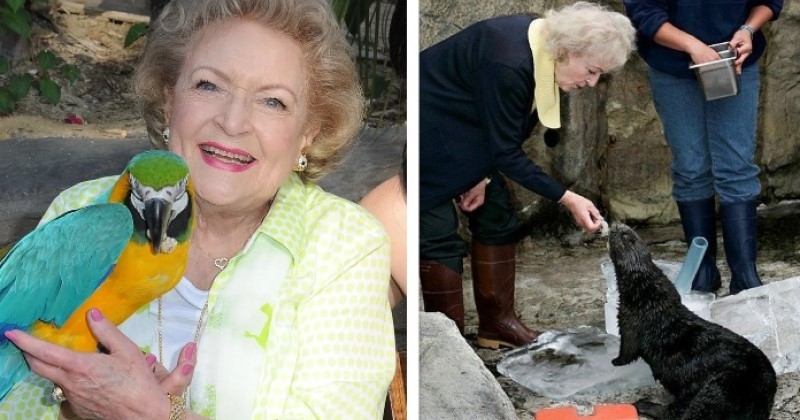 Betty White : après l'ouragan Katrina, l'actrice a sauvé 19 pingouins et 2 loutres de mer en payant un avion pour les évacuer