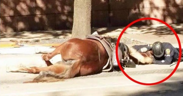 Gravement blessé après l'accident, le policier trouve la force de venir réconforter son cheval en train de mourir, pour le soutenir devant la mort... Bouleversant.