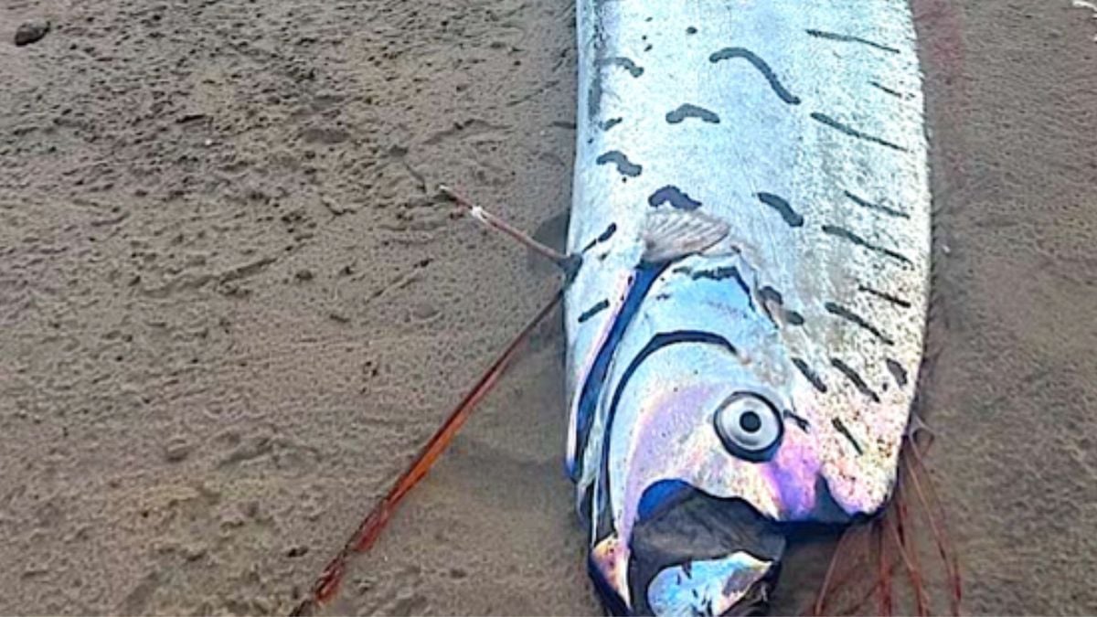 Deux « poissons de l'apocalypse » retrouvés échoués, une découverte glaçante qui laisse craindre le pire