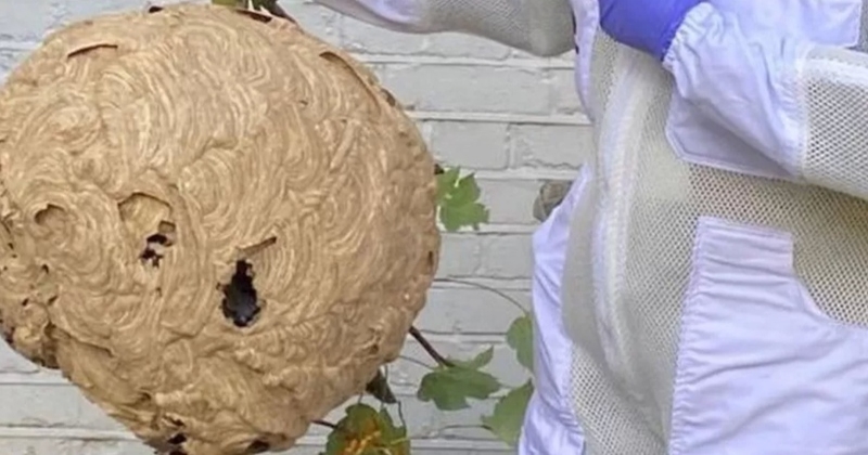 En Angleterre, un nid de frelons asiatiques géant découvert dans un jardin 