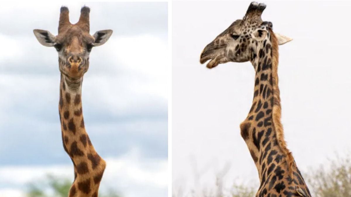 Une girafe au cou tordu, observée dans la savane, intrigue les experts