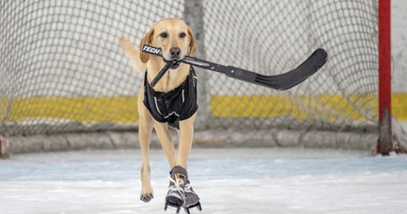 Sauvé in extremis de l'euthanasie, ce labrador est devenu patineur sur glace 